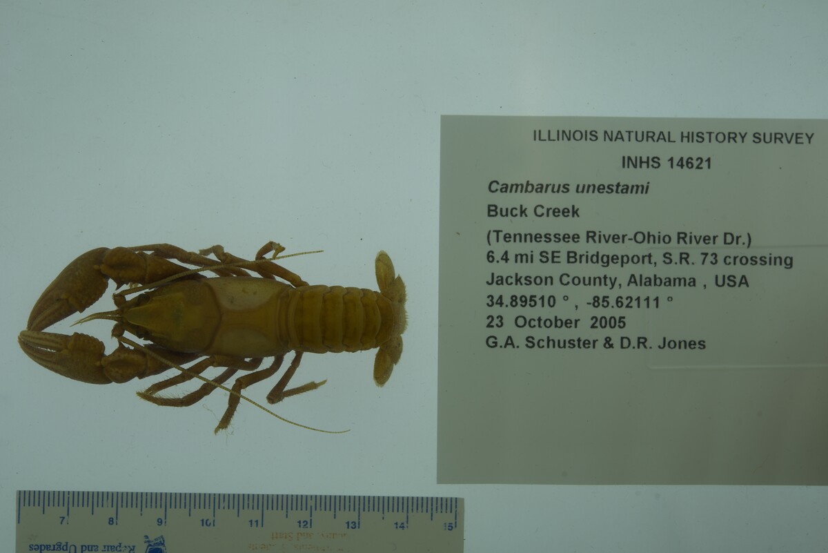 Cambarus unestami image